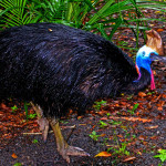 Southern Cassowary New Guinea