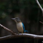 Spangled Kookaburra - PNG